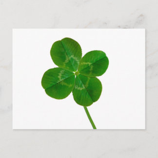 A Four Leaf Clover Postcard