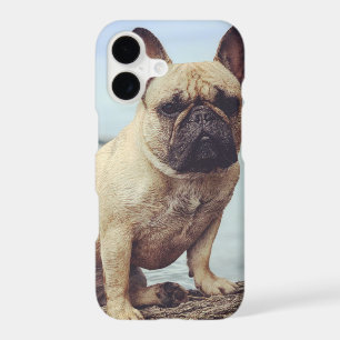 A French Bulldog