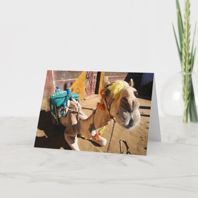 A friendly camel awaits its next rider, Cairo, Card (Front)