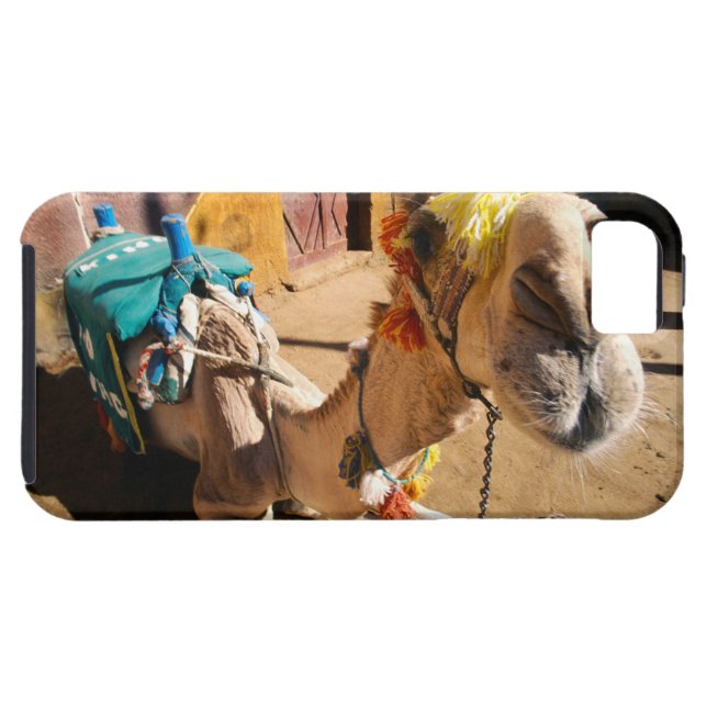 A friendly camel awaits its next rider, Cairo, Case-Mate iPhone Case (Back Horizontal)