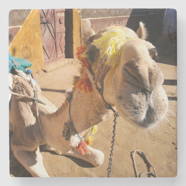 A friendly camel awaits its next rider, Cairo, Stone Coaster (Front)