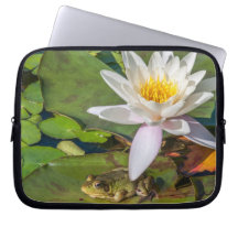 A frog under a flower of water lily