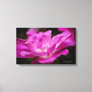 A fuchsia rose canvas print