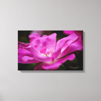 A fuchsia rose canvas print