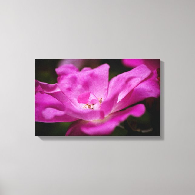 A fuchsia rose canvas print (Front)