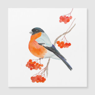 A funny bullfinch on a rowan tree branch