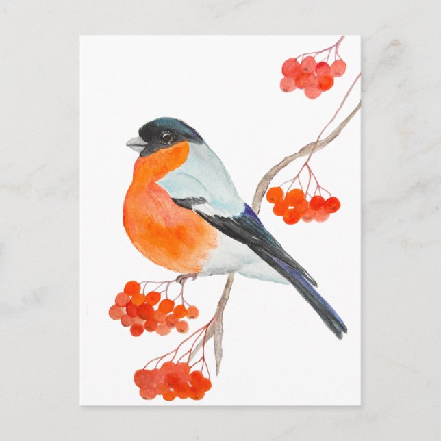 A funny bullfinch on a rowan tree branch postcard (Front)