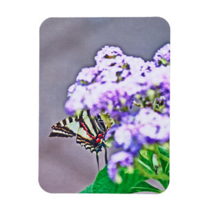 A Game of Hide and Seek Magnet