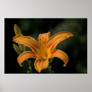 A Garden Delight Print