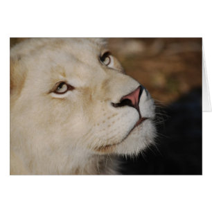 A gentle lion face South Africa