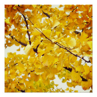 a ginkgo tree that embraces autumn poster