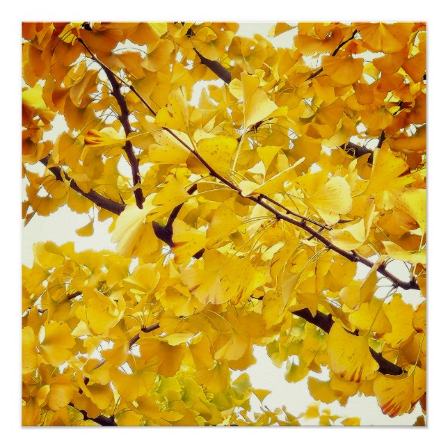 a ginkgo tree that embraces autumn poster (Front)