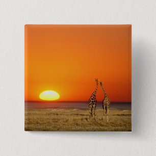 A Giraffe couple walks into the sunset, in 15 Cm Square Badge