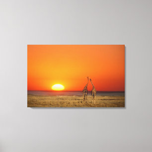A Giraffe couple walks into the sunset, in Canvas Print