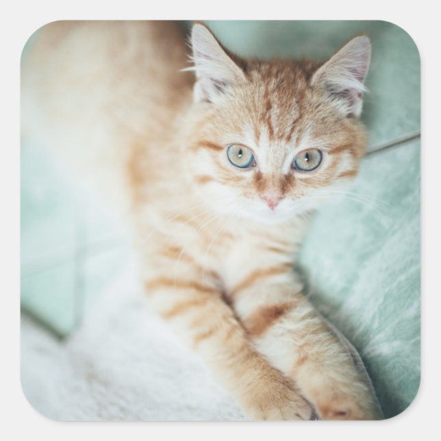 A Golden Colour Kitten Lying Down Square Sticker (Front)