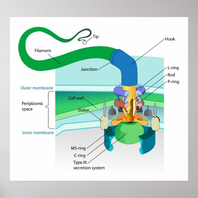A Gram Negative Bacterial Flagellum Diagram Poster (Front)