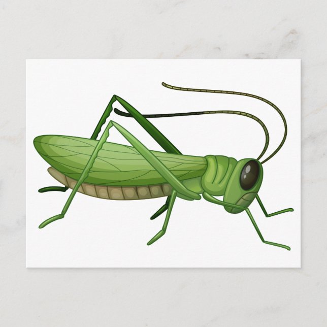 A grasshopper postcard (Front)