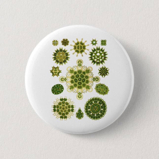 A Green Algae 6 Cm Round Badge (Front)