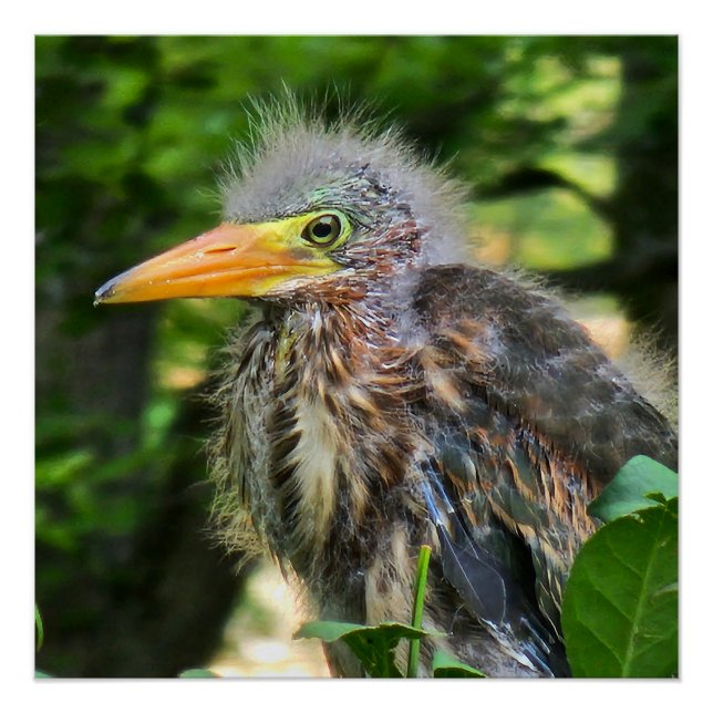 A green heron baby poster (Front)