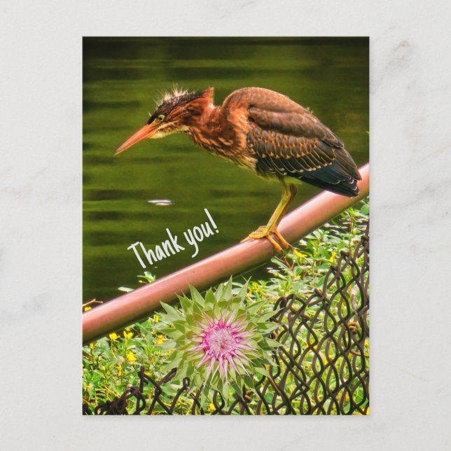 A green heron holiday postcard (Front)