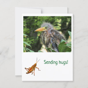 A green heron postcard