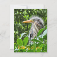A green heron. Thinking of you