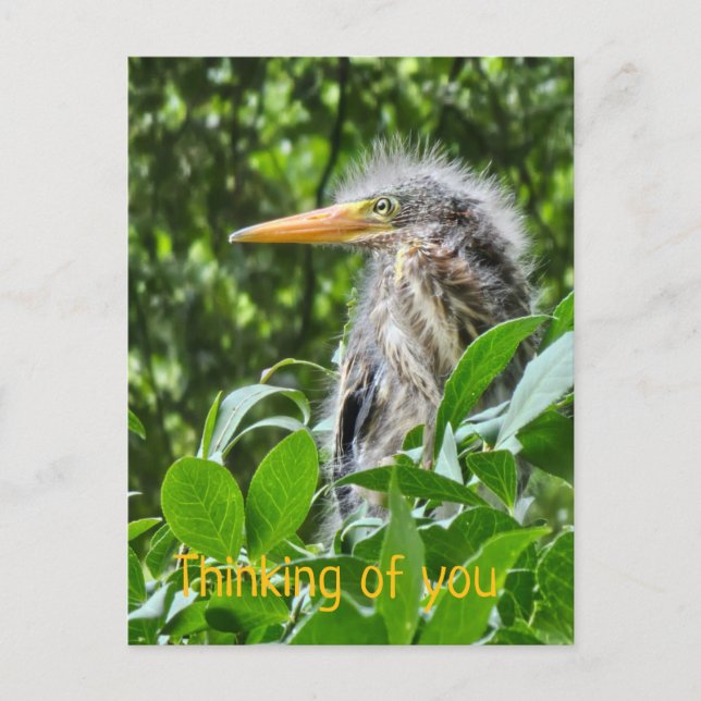 A green heron. Thinking of you Postcard (Front)