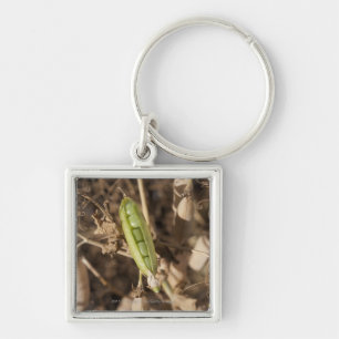 A Green Pea Pod On A Dried Pea Pod Plant Key Ring