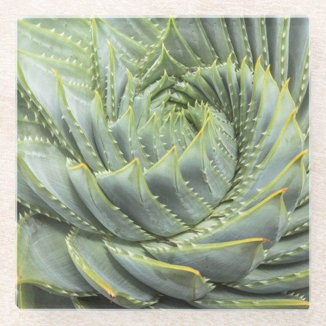 A Green & White Succulent Glass Coaster (Front)