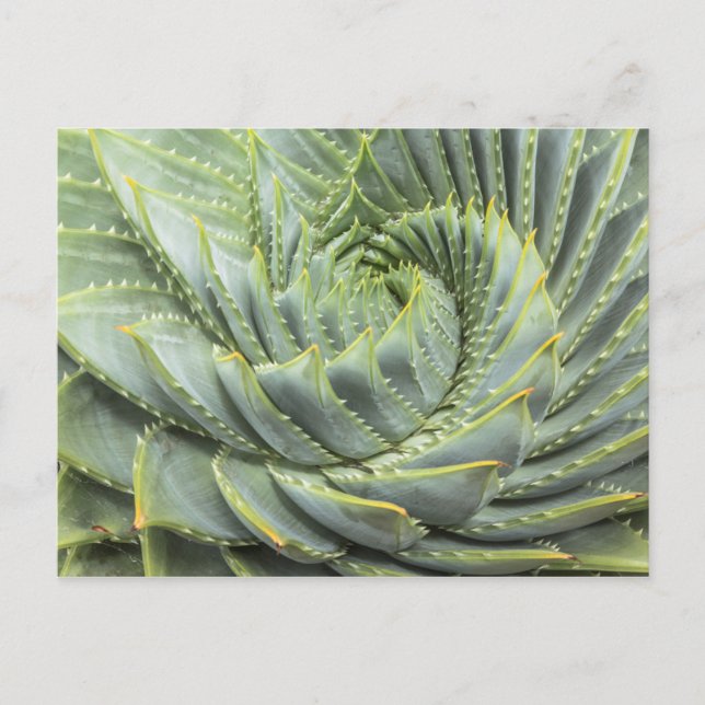 A Green & White Succulent Postcard (Front)