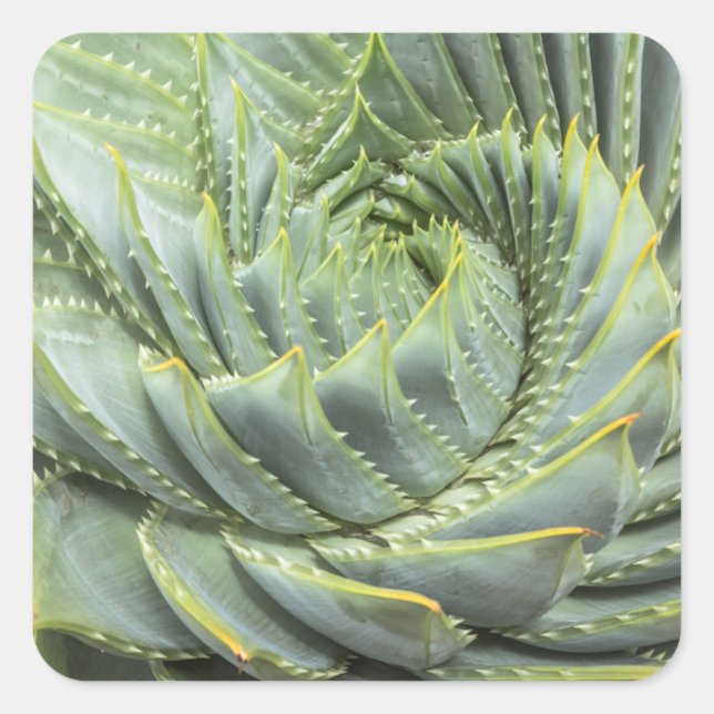 A Green & White Succulent Square Sticker (Front)
