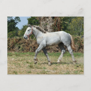 A grey Percheron foal in France Postcard