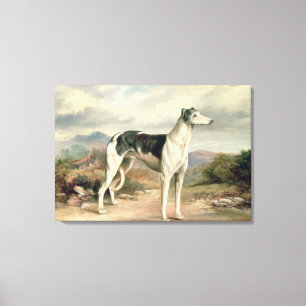 A Greyhound in a hilly landscape Canvas Print
