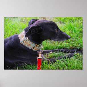 A Greyhounds calm Poster