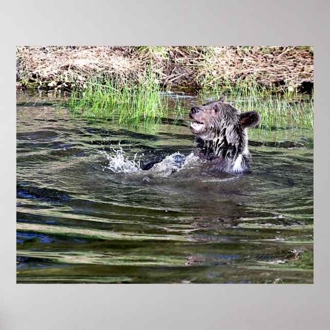 A Grizzly Bear playing in the water Poster (Front)