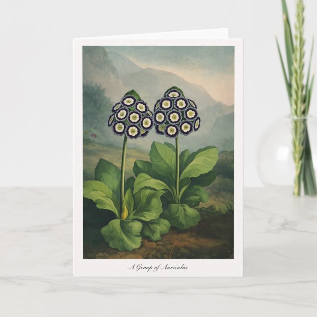 A Group of Auriculas — Modern Botanical Reinterpre Card (Front)