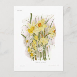 A Group of Daffodils Postcard