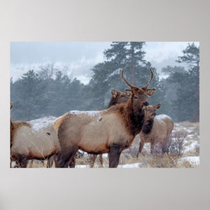 A GROUP OF DEERS POSTER