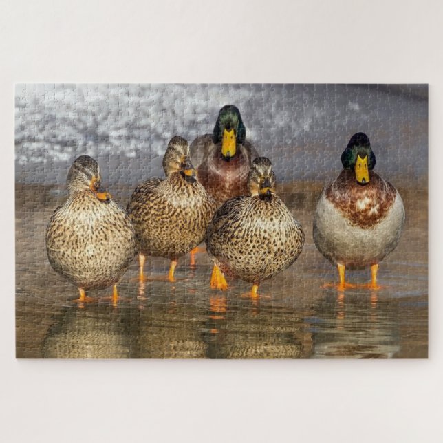 A group of ducks photo jigsaw puzzle (Horizontal)
