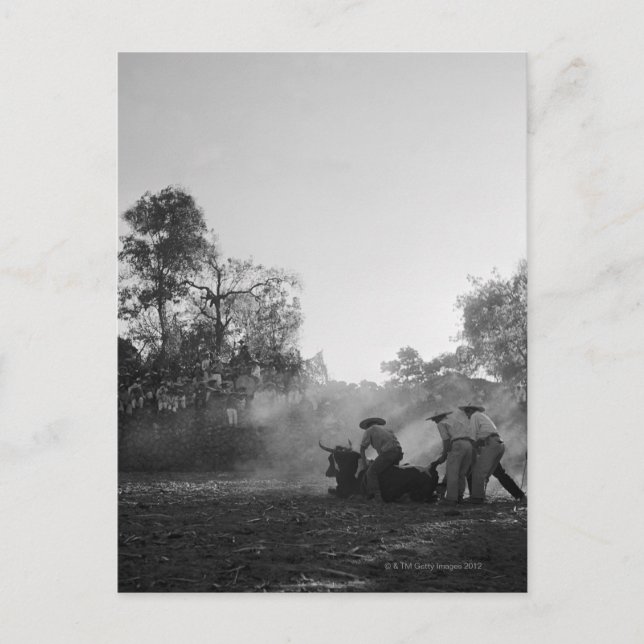 A group of Mexican charros bullfighters twist Postcard (Front)