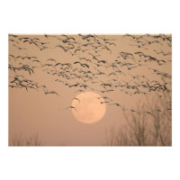 A group of migratory snow geese, Grus