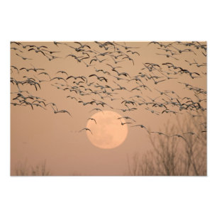 A group of migratory snow geese, Grus Photo Print