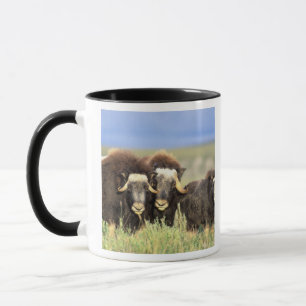 A group of muskoxen browse on willow shrubs on mug