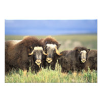 A group of muskoxen browse on willow shrubs on