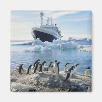 A Group Of Penguins Standing On An Icy Beach