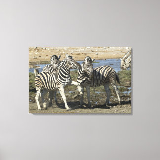 A group of Plains Zebra (Equus qagga) greet each Canvas Print