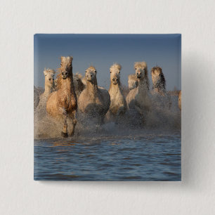 A Group Of White Horses In The Camargue Region 15 Cm Square Badge