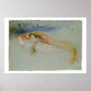 A Gurnard Poster