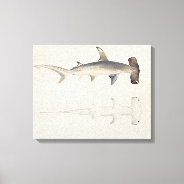A Hammer-headed Shark, Loheia, formerly attributed Canvas Print (Front)