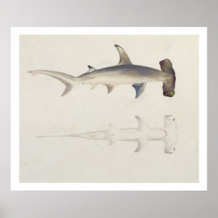 A Hammer-headed Shark, Loheia, formerly attributed Poster